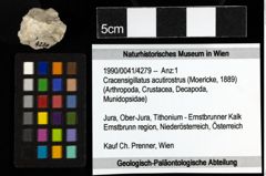Foto (Objekt + Etiketten) von Cracensigillatus acutirostrus (Moericke, 1889)